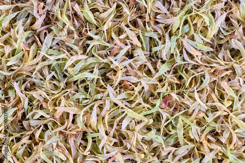 Принти на полотні Dry green and yellow linden seeds with bracts texture, natural background of fallen lime tree blossoms top view