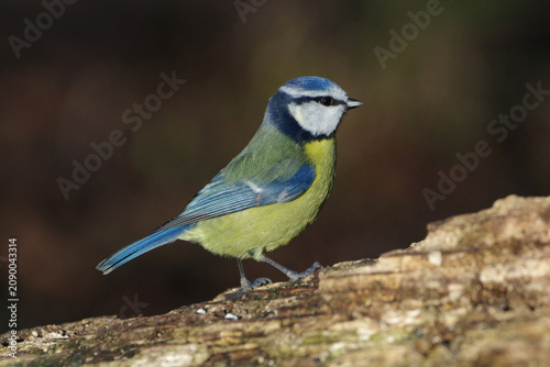 Foto Close-Up Portrait of a Colorful Blue Tit Bird with Vibrant Yellow and Blue Feath