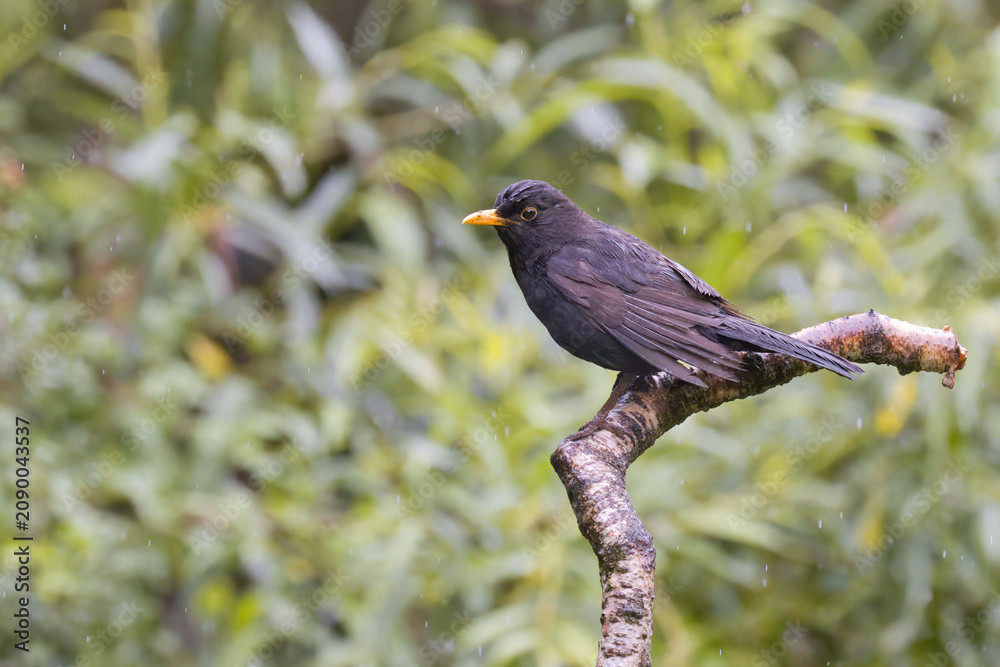 Fototapeta premium adult male blackbird, turdus merula, perches on a curved, textured branch during a light rain shower, isolated against a softly blurred background of green foliage.