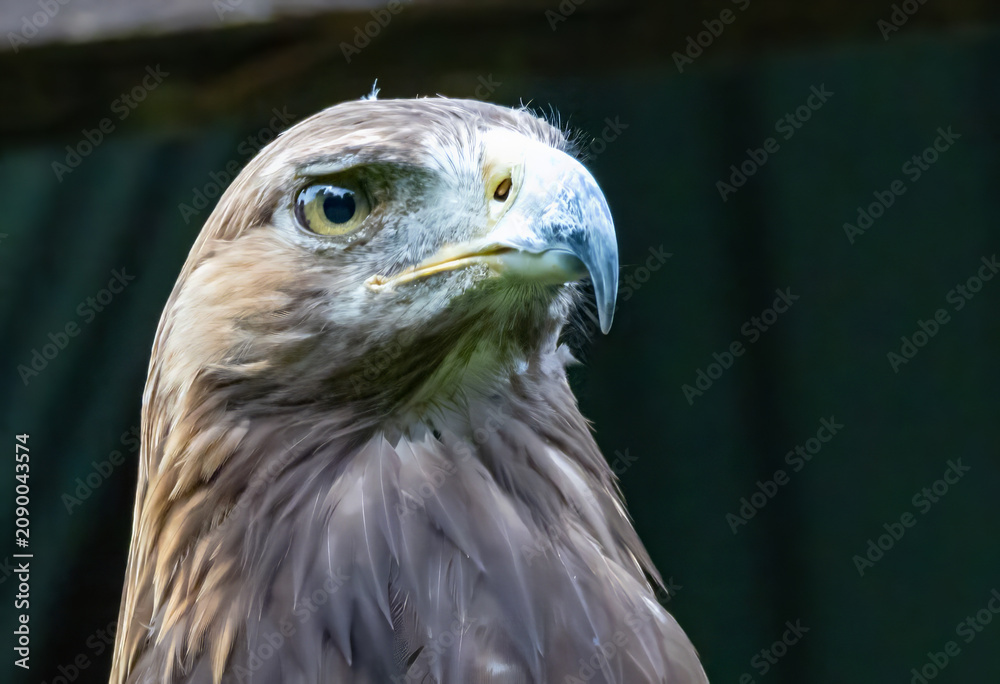 Fototapeta premium Steinadler