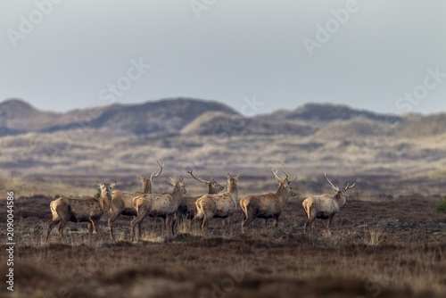 In this photo, all phases of antler shedding can be clearly seen, some of the red deer (Cervus elaphus) are still wearing both antlers, some have already lost one and others are completely missing the headdress, shedding time, antler shedding, dune landscape, April, Denmark