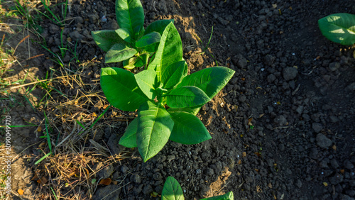 Green tobacco plants growing healthily in the agricultural plantation field.