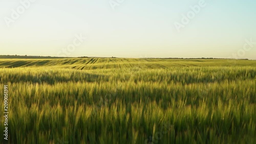 Golden green wheat field swaying in the wind during a scenic rural sunset over the agricultural farmland horizon