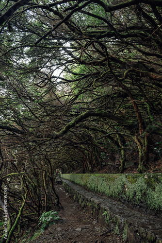 A path framed by curved trees. Madeira National Nature Park.