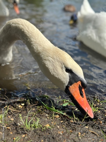 mute swan cygnus olor