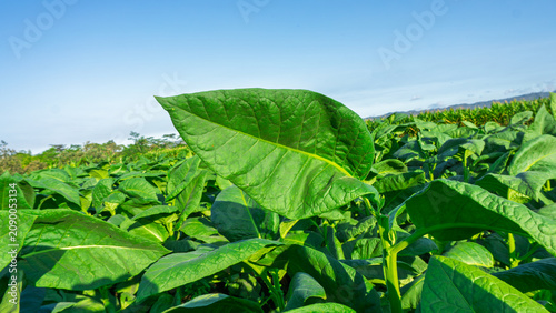 Green tobacco plants growing healthily in the agricultural plantation field.