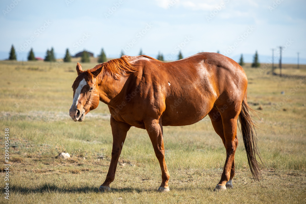 Obraz premium Brown horse in Wyoming prairie in a summer day