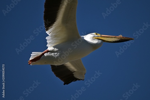 Bild auf Leinwand pelican in flight, nature, animal, wildlife, wild, Canada, Alberta, pelican