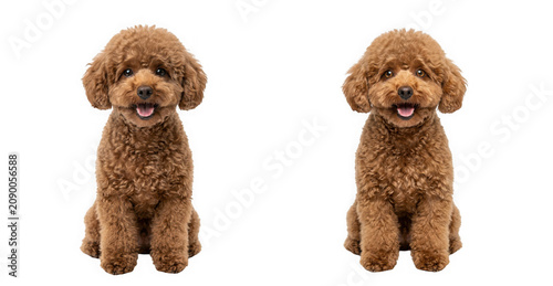 Two adorable brown toy poodles sitting side by side isolated on transparent background