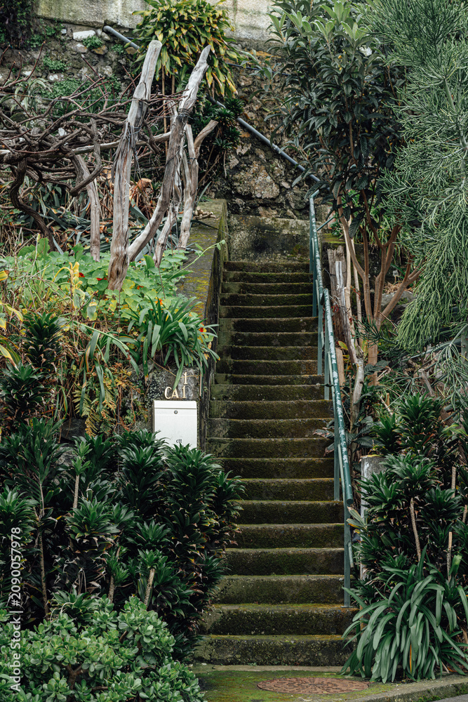Fototapeta premium bridge in the woods