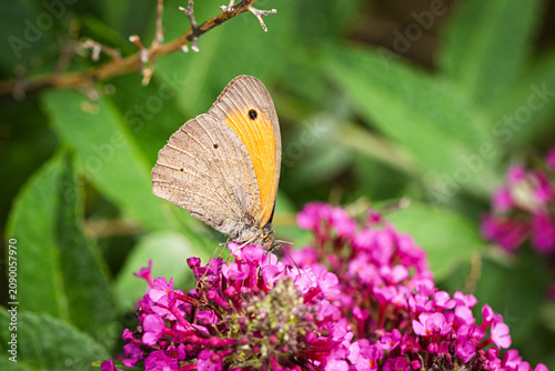 Großes ochsenauge (Maniola jurtina) auf der Blüte eines Schmetterlingsflieders (Buddleja davidii)