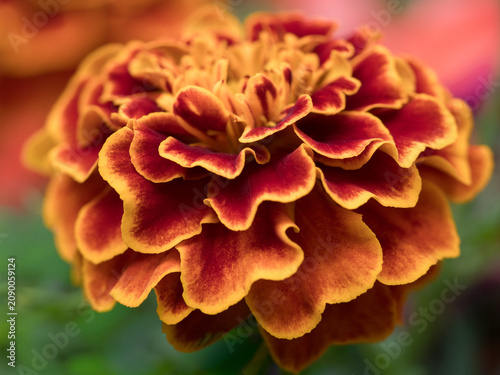 Photos Macro Marigold Bloom at Ypres Rose Walk Durham July 2026
