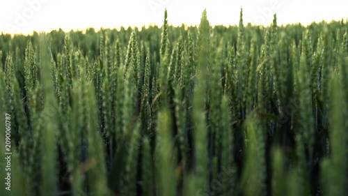 Green wheat field moving in a fast dolly shot isolated on a white background for keying or compositing with luma matte