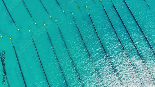 Workers place mussel nets in the water for farming in a coastal area. The lines of nets stretch out, creating a pattern in the clear blue water under the sun.