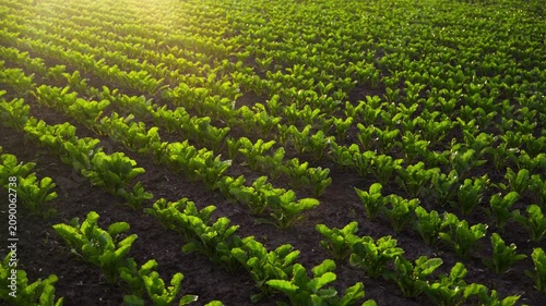 Aerial view of a sugar beet field with lush green crops growing in rows during a beautiful sunrise or sunset with lens flare