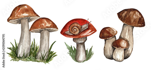 Fotografie mushrooms on a white background watercolor