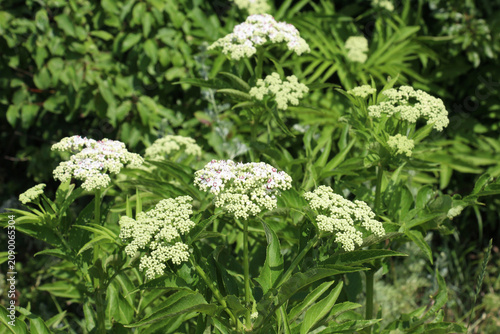 In nature, dwarf elder (Sambucus ebulus) blooms
