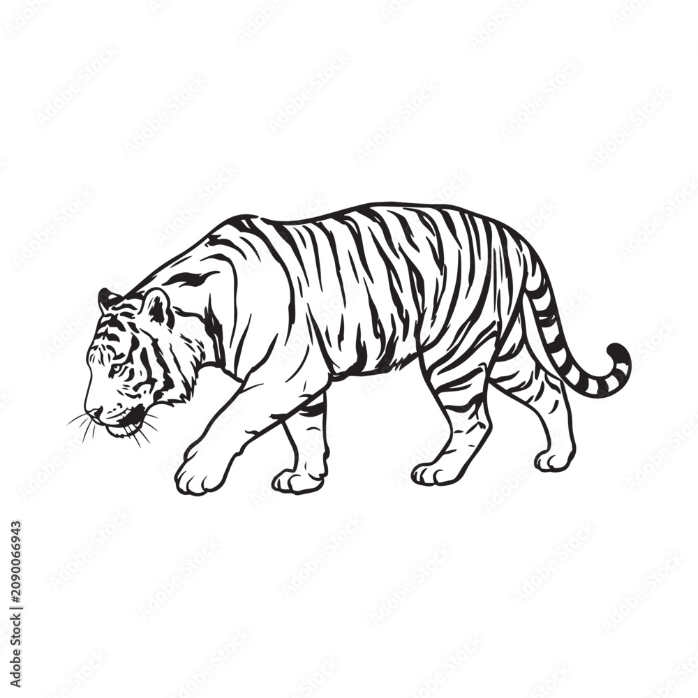 Obraz premium Black and white tiger walking illustration
