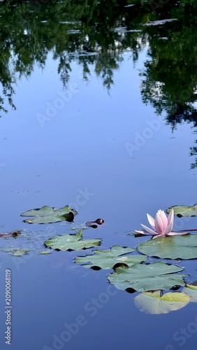 Pink Water Lily Blooming on Calm Pond with Lily Pads and Tree Reflections