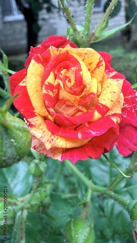 Vibrant Red and Yellow Bicolor Rose Blooming in Garden