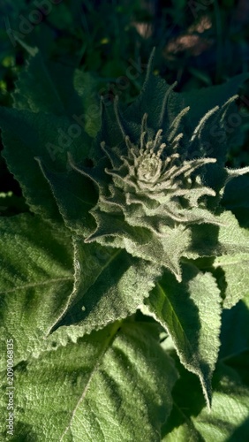 Hairy Plant Bud Close-Up with Textured Green Leaves in Natural Light