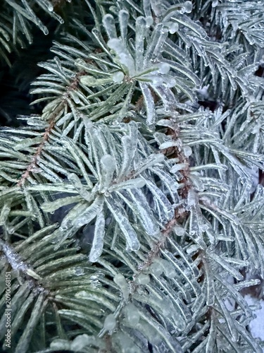 Ice Covered Evergreen Pine Branches Close Up Winter Frost