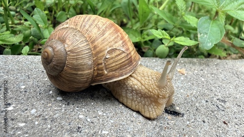 Large Garden Snail Crawling on Concrete Surface with Green Plants Background