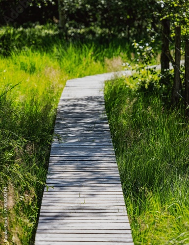 Fotografi Photo of a footpath on a wooden boardwalk in the brackish bog of the High Fens