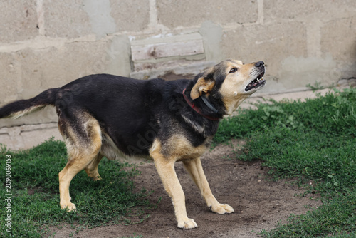 Принти на полотні Black and tan mixed breed dog standing outdoors and barking with open mouth near concrete wall