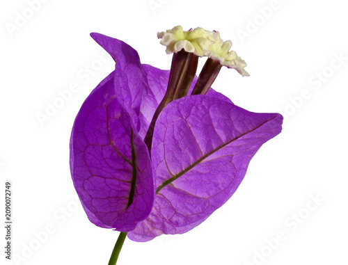 фотографія Purple bougainvillea bracts surrounding small white flowers, transparent backgro