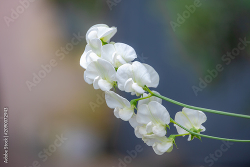 Foto Selective focus white of Sweet pea flower (Welriekende lathyrus) with green vine