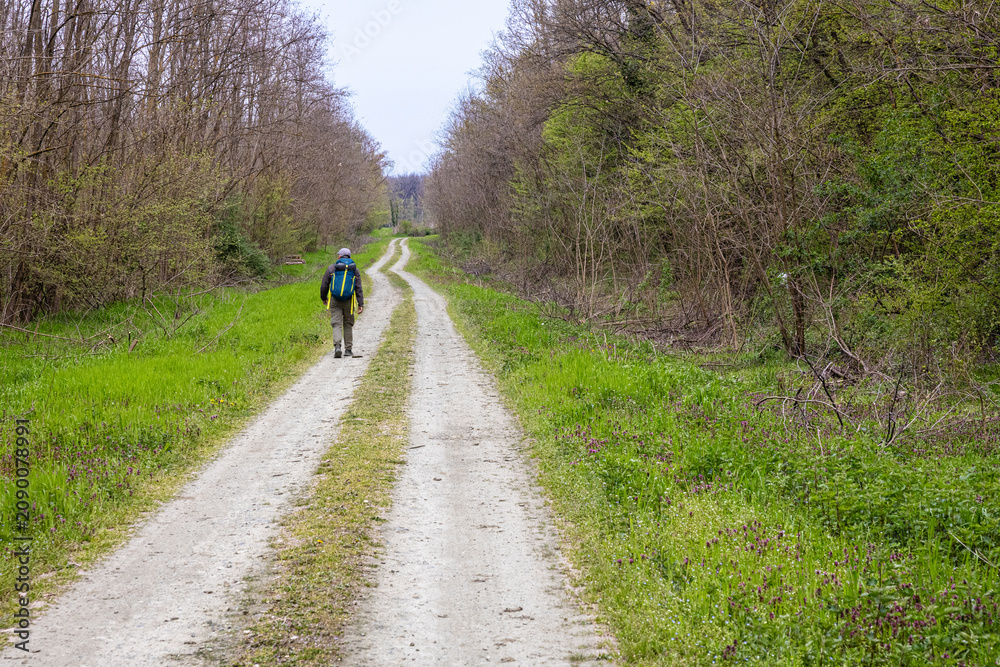 Obraz premium Hiker Walking Alone On A Forest Trail Along A Dirt Road With Backpack And Outdoor Gear