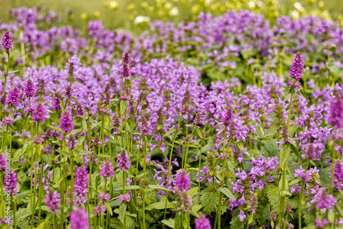Purple wildflowers blooming in meadow