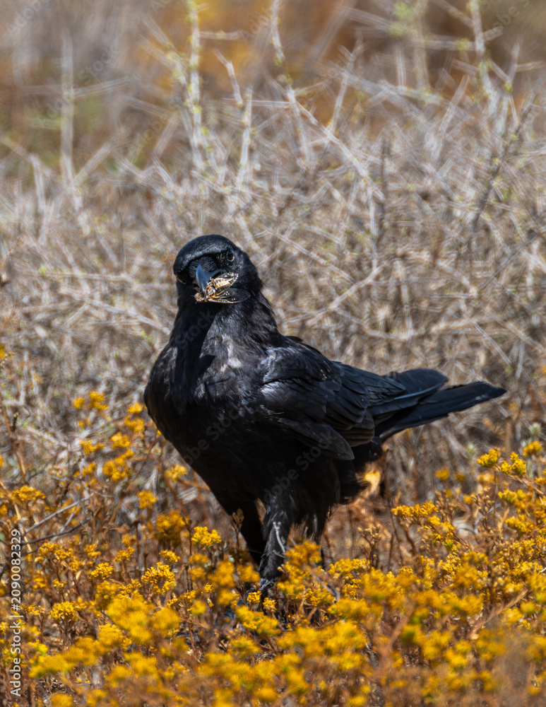 Fototapeta premium Common or Northern Raven (Corvus corax) in San Diego, CA