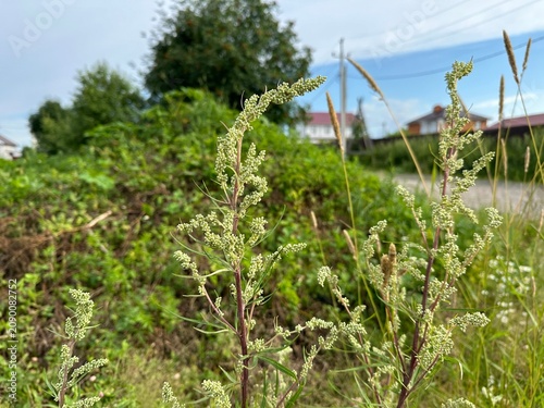 Tableau sur toile Plants with seeds of wormwood. Artemisia vulgaris