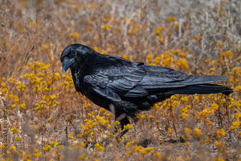 Fototapeta premium Common or Northern Raven (Corvus corax) in San Diego, CA