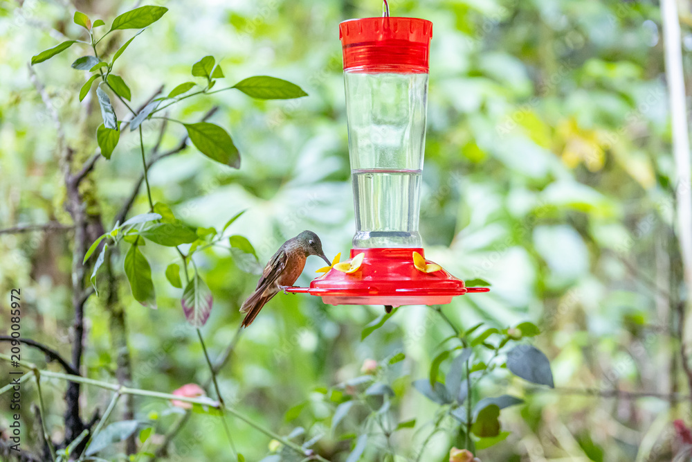 Fototapeta premium The striking Fawn-breasted Brilliant (Heliodoxa rubinoides), a dazzling hummingbird frequently observed in the lush cloud forests of Mindo, Ecuador.