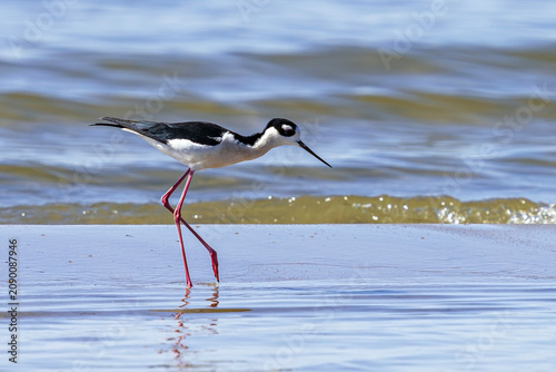 A Black-necked Stilt bird with vibrantly pink legs during the breeding season walking along the lake shoreline at Cherry Creek State Park in Colorado.