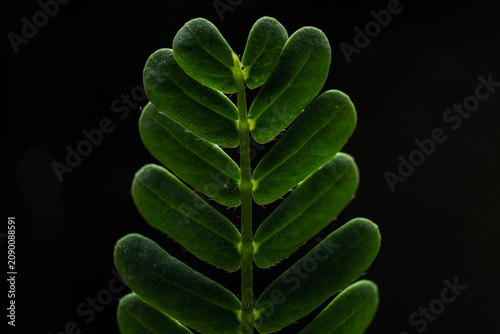 Foto Pinnate compound leaf with paired leaflets on black backgr