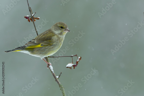 Fotografía European Greenfinch Perched on a Snowy Branch During Winter