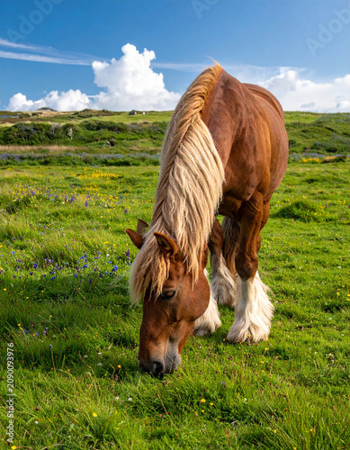 Long white feathering hair on the lower legs of a clydesdale horse standing in a green grassy meadow.