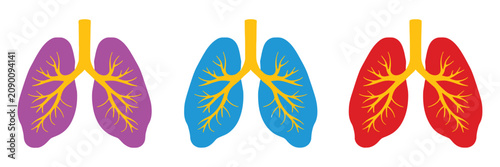 Obraz na plátně Human lungs illustration with colorful anatomical vector graphics isolated on wh