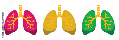 Fotografie Human lungs illustration with colorful anatomical vector graphics isolated on wh