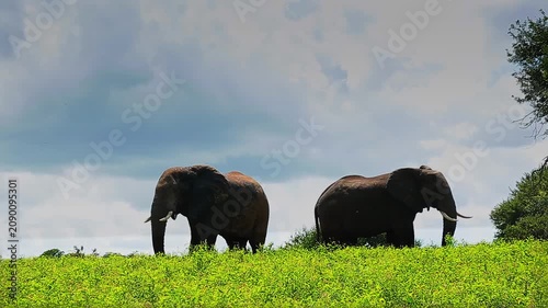 Two African bush elephants in yellow flowers field in Greater Kruger National park, South Africa ; Specie Loxodonta africana family of Elephantidae