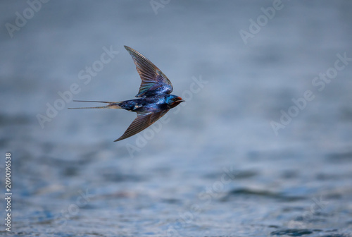 A barn swallow bird with bright plumage flies over the water with its wings s...