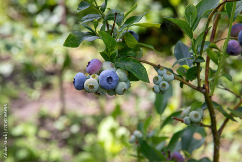 Green and ripe blueberries grow on the bush in the summer.