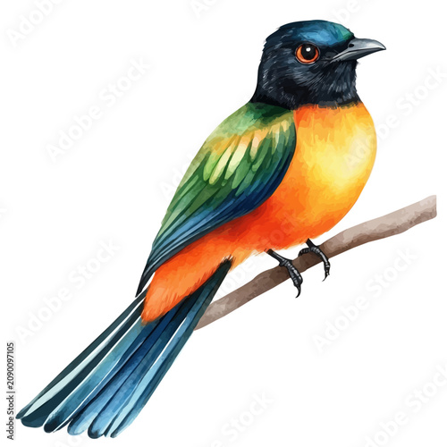 Foto Trogon watercolor drawing vector, high-quality modern illustration on a pure whi
