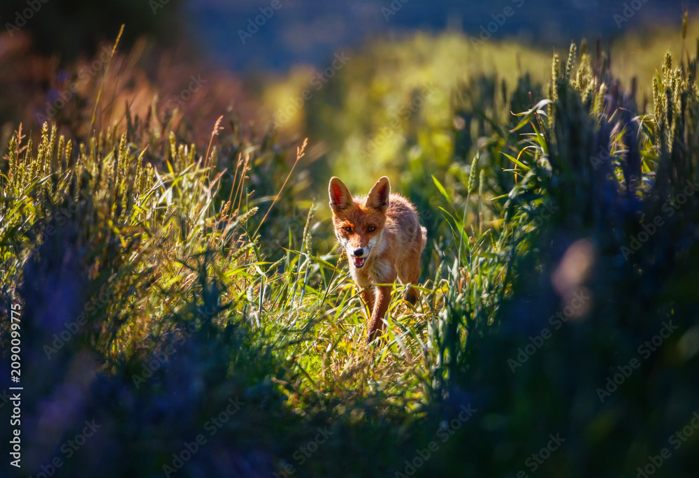 Fototapeta premium A beautiful red fox walks through a blooming sunny meadow and smiles with his mouth wide open.
