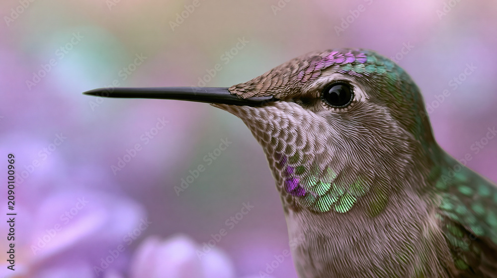 Fototapeta premium Hummingbird Close-up with Iridescent Feathers
