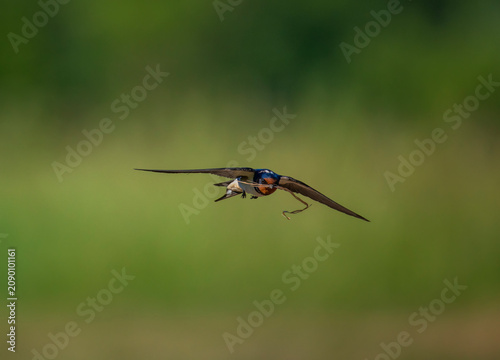 A barn swallow bird flies over a green summer meadow on a sunny day with a bl...